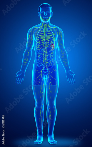 3d rendered medically accurate illustration of a male lymphatic system