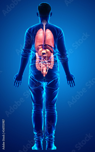 Fototapeta Naklejka Na Ścianę i Meble -  3d rendered medically accurate illustration of male  Internal organs