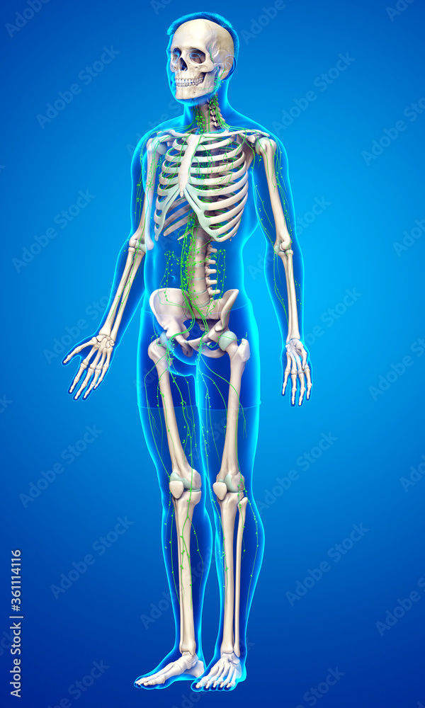 3d rendered medically accurate illustration of a male lymphatic system 3d rendered medically accurate illustration of a male lymphatic system