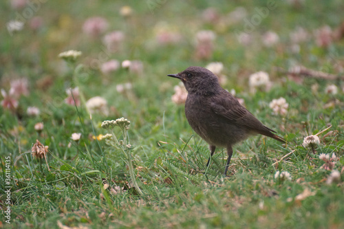 Redstart on a meadow with flowers © Dirk70