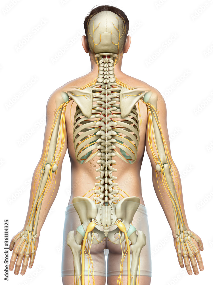 3d rendered medically accurate illustration of the nervous system and skeleton system 3d rendered medically accurate illustration of the nervous system and skeleton system