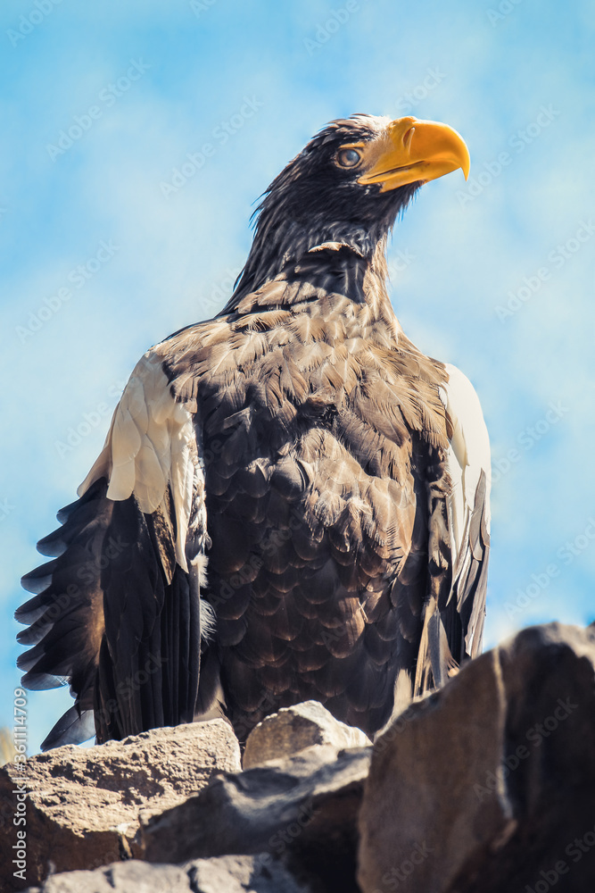 Fototapeta premium Representatives of birds. Portraits of birds. Wildlife close-up.