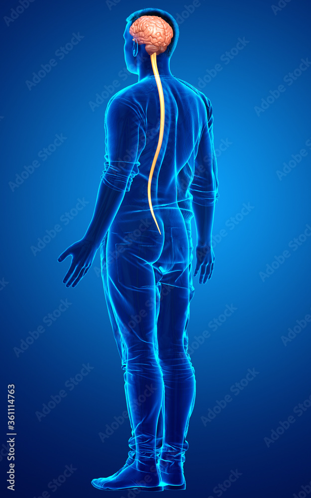 3d rendered medically accurate illustration of a male brain 3d rendered medically accurate illustration of a male brain