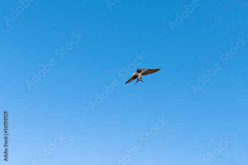 beautiful endangered swallow flying with blue sky background