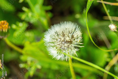 Dandelion Macro