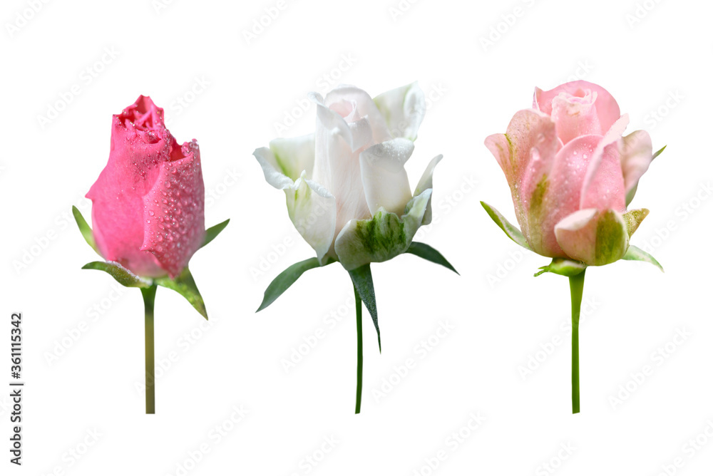 Obraz premium Three rose buds isolated on white background