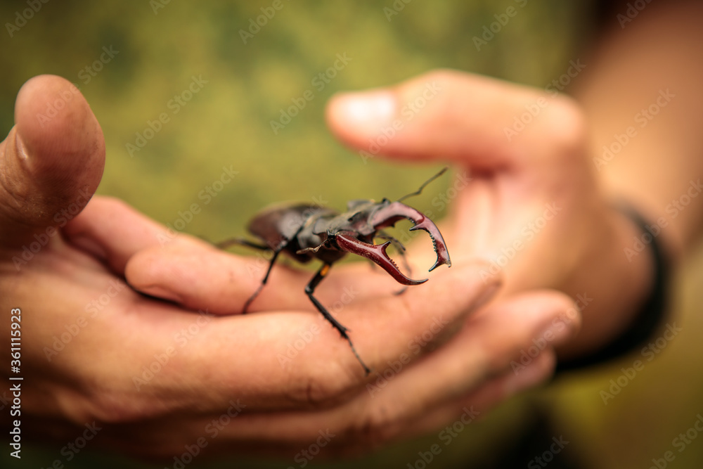stag beetle on a man’s hand. close-up.