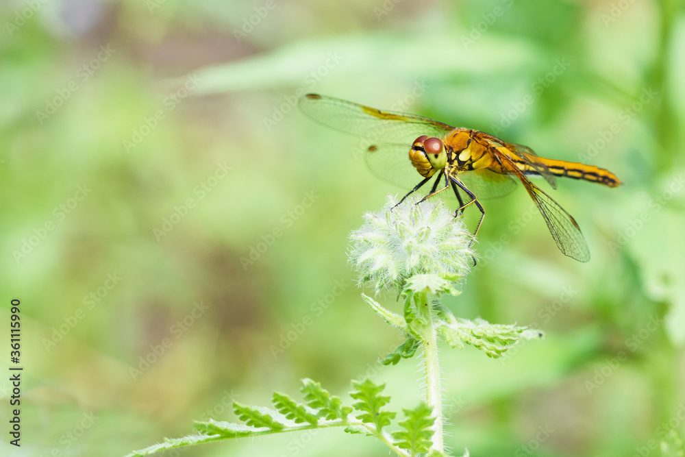 Fototapeta premium Orange dragonfly on unblown Phacelia flower, macro. Big dragonfly on nature background, close up