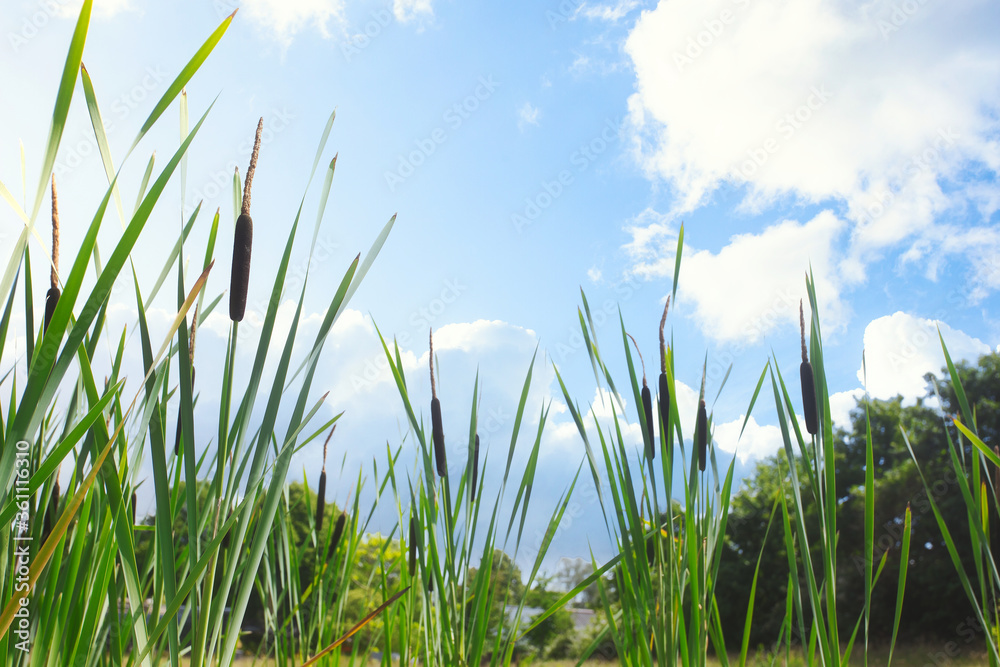 Fototapeta premium Beautiful landscape of bull rushes and reed mace in the blue sky, summer day with sunlight green landscape background
