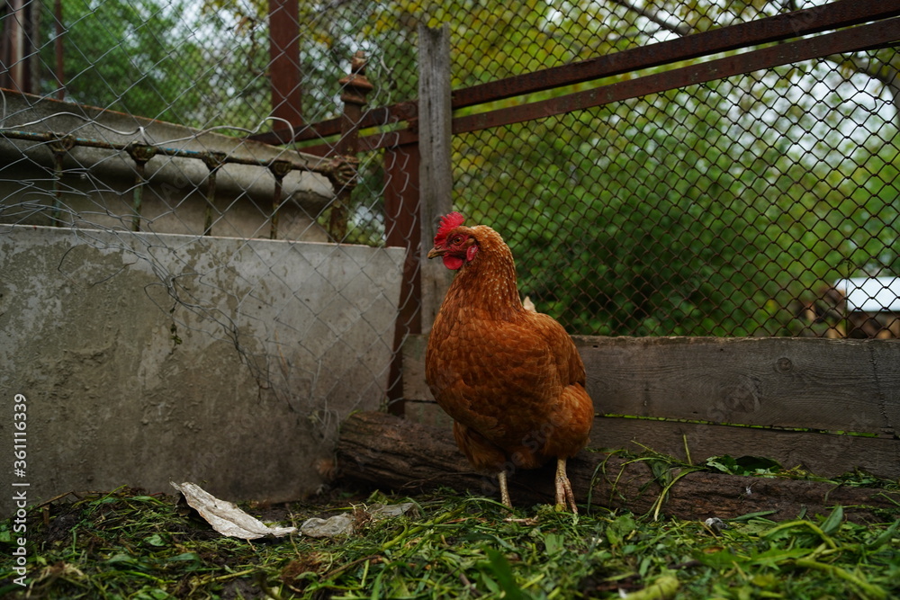 Fototapeta premium Close up of chicken walking in paddock outdoor.