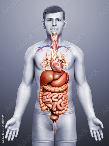 3d rendered medically accurate illustration of male Digestive System and heart
