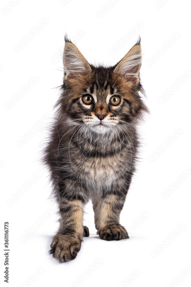 Adorable classic black tabby Maine Coon cat kitten,standing facing front. Cute crown on nose. Looking at camera with golden eyes. Isolated on white background. Adorable classic black tabby Maine Coon cat kitten,standing facing front. Cute crown on nose. Looking at camera with golden eyes. Isolated on white background.