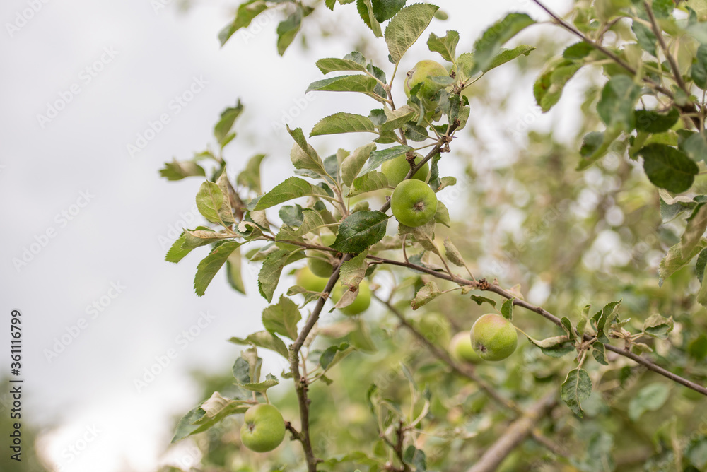 Apfelbaum mit wachsenden Äpfeln im Sommer Apfelbaum mit wachsenden Äpfeln im Sommer