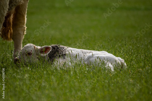 Newborn cow calf next to the mother, baby cow laying on the grass by mum feet, white cattle, cows first day on the world, calves on the green grass field in sunny day, animals outside agriclture photo