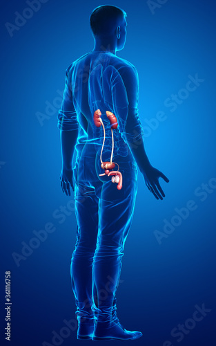 3d rendered, medically accurate illustration of the kidneys © pixdesign123