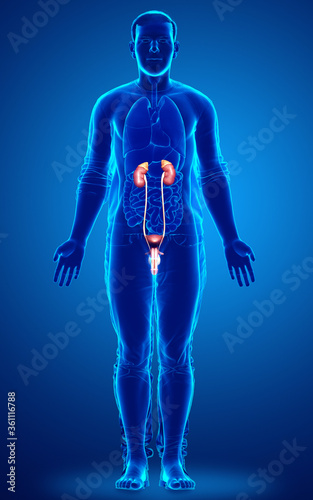 3d rendered, medically accurate illustration of the kidneys