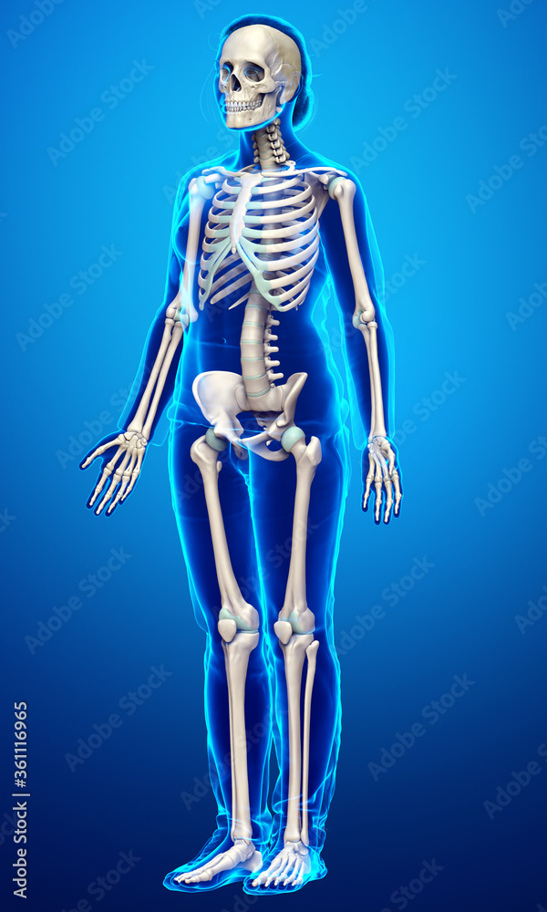 3d rendered, medically accurate illustration of a female skeleton system 3d rendered, medically accurate illustration of a female skeleton system