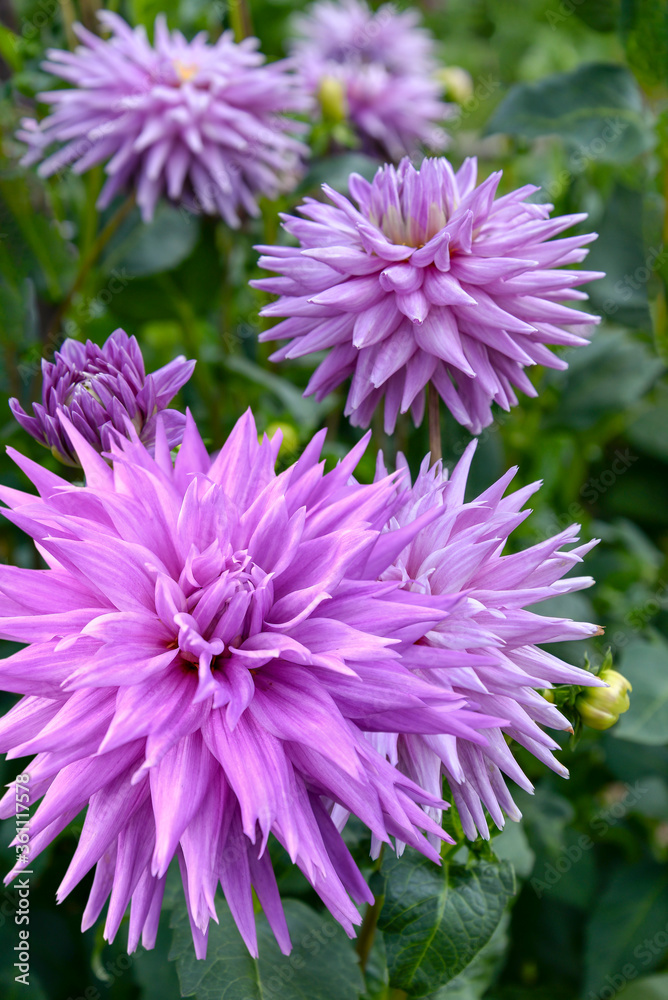 purple dahlia flowers in garden purple dahlia flowers in garden