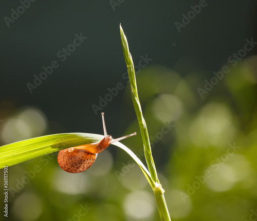 Snail climbs from under the grass