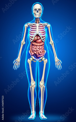 3d rendered medically accurate illustration of female  Internal organs and skeleton system © pixdesign123