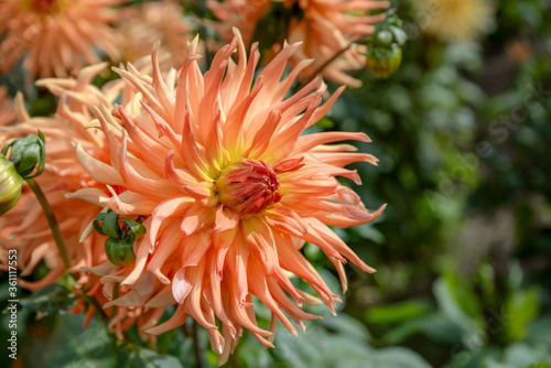 orange dahlia flower in garden