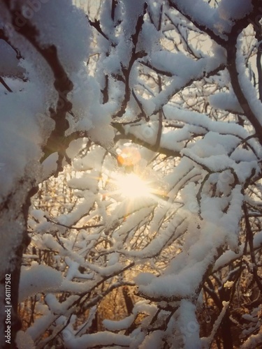 frozen tree branches in winter season © badescu
