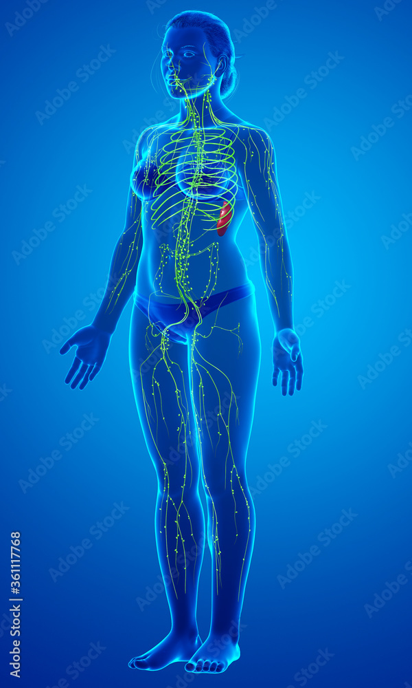 3d rendered medically accurate illustration of a female lymphatic system 3d rendered medically accurate illustration of a female lymphatic system