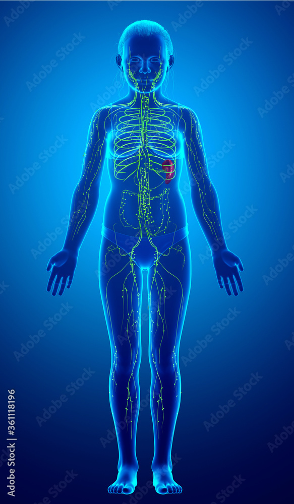 3d rendered medically accurate illustration of a young girl lymphatic system 3d rendered medically accurate illustration of a young girl lymphatic system