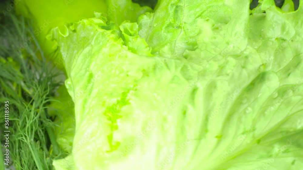 Close - up of vegetables on a plate. Concept of healthy food and organic food. A tomato, cucumber, green pepper, and lettuce leaf rotate on a white plate. dill Close - up of vegetables on a plate. Concept of healthy food and organic food. A tomato, cucumber, green pepper, and lettuce leaf rotate on a white plate. dill