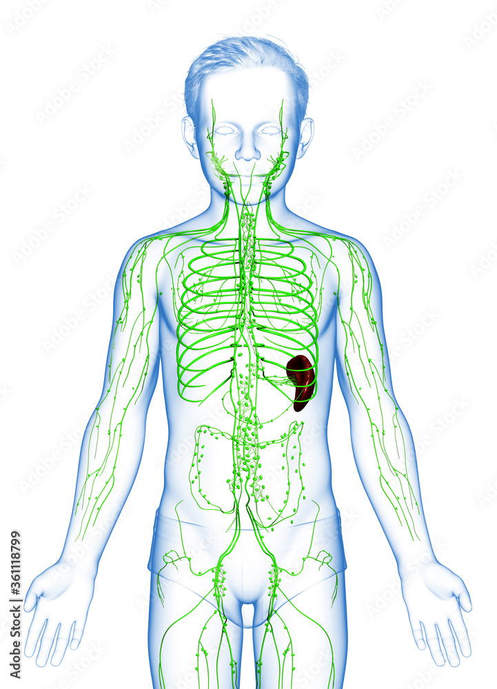3d rendered medically accurate illustration of a young boy lymphatic system 3d rendered medically accurate illustration of a young boy lymphatic system