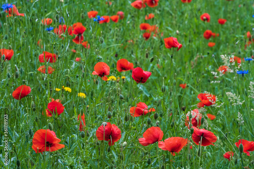 A meadow with blooming corn poppies