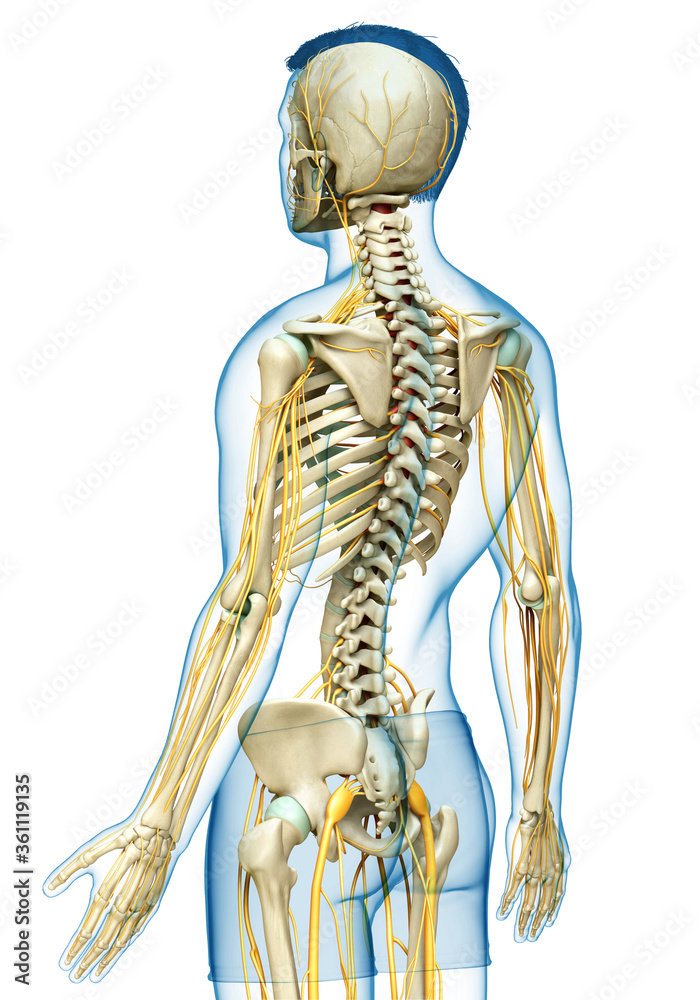 3d rendered medically accurate illustration of the nervous system and skeleton system