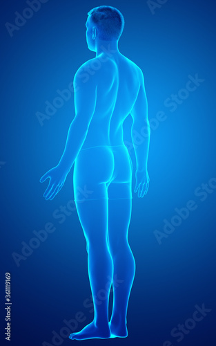 3d rendered illustration of the male body