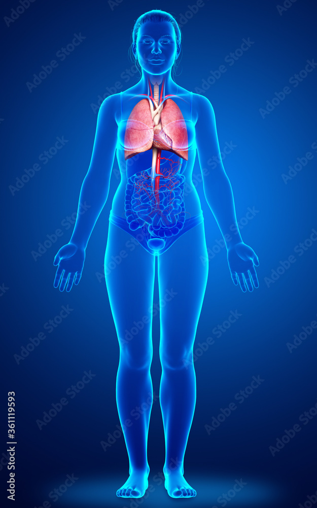 3d rendered, medically accurate illustration of a female lung anatomy 3d rendered, medically accurate illustration of a female lung anatomy