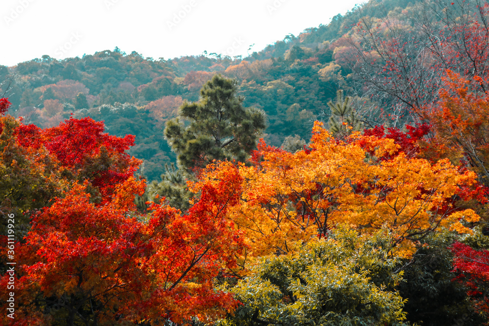 Autumn tree in the garden with mountain. Autumn tree is attraction for tourist in Japan.