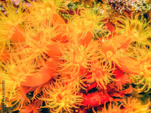 Orange cup coral,Tubastraea coccinea, © John Anderson