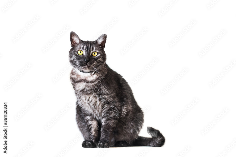 Sitting adorable adult gray cat at studio Sitting adorable adult gray cat at studio