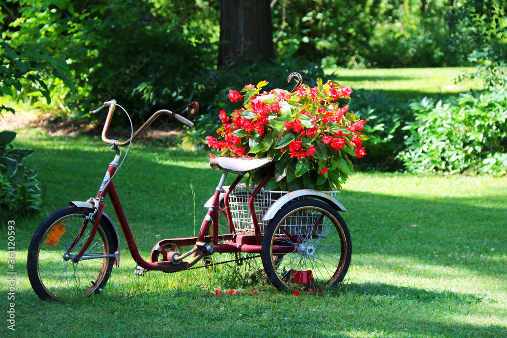 a beautiful old display flower planter three wheels bicycle bike in a bright grass yard
