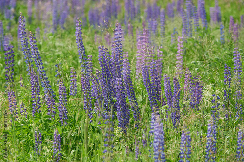 Lupinus  lupin  lupine field with pink purple and blue flowers. Bunch of lupines summer flower background