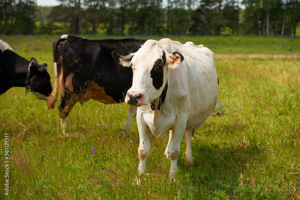 A herd of cows on a summer green field