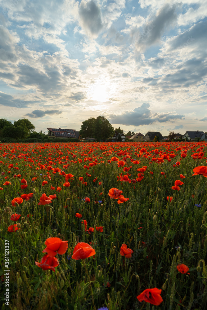 Beautiful flowering field with red poppies. Beautiful flowering field with red poppies.