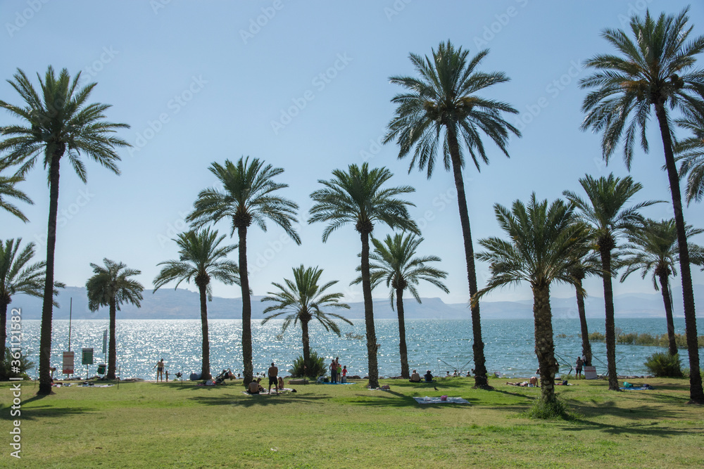 Large palm trees (Phoenix dactylifera) at the eastern shore of the Sea of Galilee, also known as Lake Tiberias. Ein Gev, Israel
