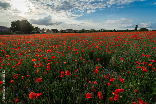 Beautiful flowering field with red poppies.