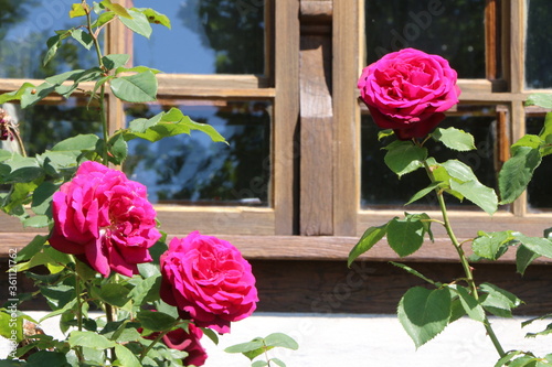 Rosengarten vor historischem Gebäude