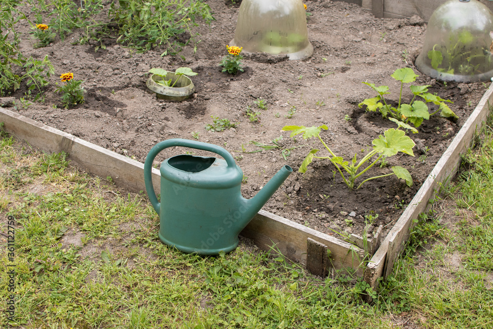 garden seedlings and watering can garden seedlings and watering can