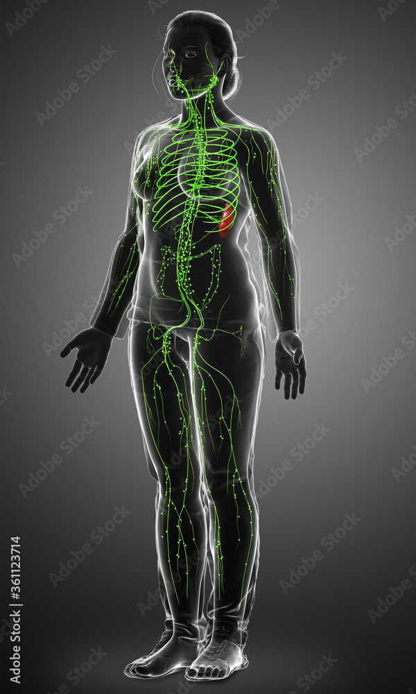 3d rendered medically accurate illustration of a female lymphatic system 3d rendered medically accurate illustration of a female lymphatic system