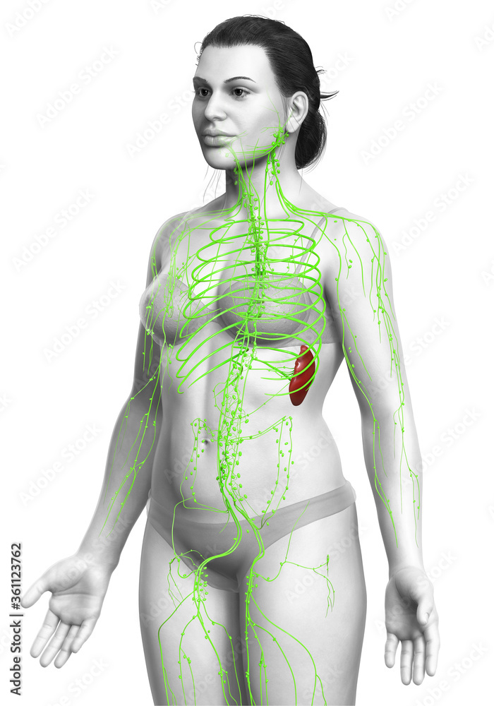 3d rendered medically accurate illustration of a female lymphatic system 3d rendered medically accurate illustration of a female lymphatic system