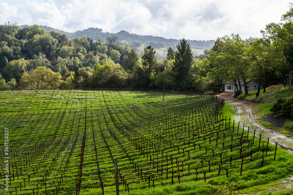 Vineyards and Rolling Hills on Redwood Road,Napa Valley,California,USA