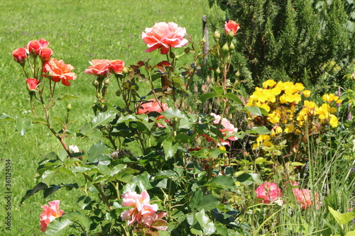 Blumengarten, sommerliches Blumenbeet mit Rosen