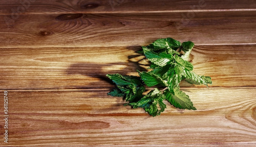 Bunch of fresh mint on the wooden table Indoors, medicine